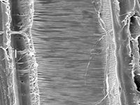 Tangential section