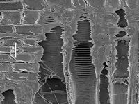 Radial section