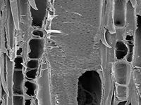 Tangential section