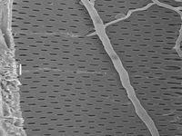 Tangential section