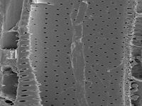 Tangential section