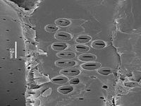 Tangential section
