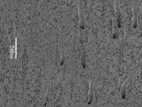 Tangential section