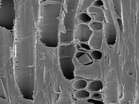 Tangential section