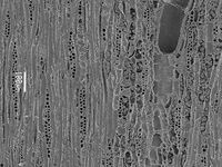 Tangential section