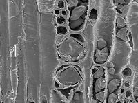 Tangential section