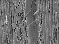Tangential section
