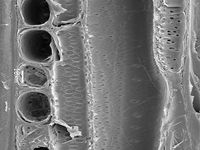 Tangential section