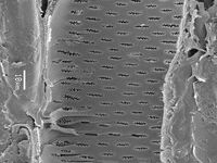 Tangential section