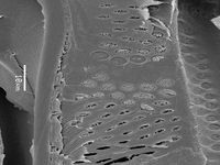 Tangential section