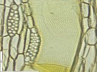 Tangential section