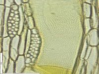 Tangential section