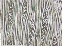Tangential section