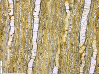 Tangential section