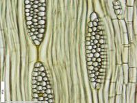 Tangential section