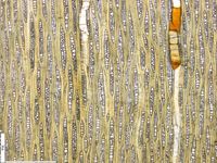Tangential section