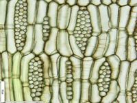 Tangential section