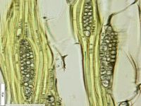 Tangential section