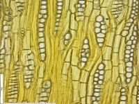 Tangential section