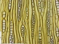 Tangential section