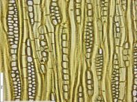 Tangential section
