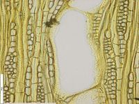 Tangential section