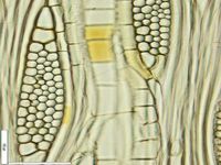 Tangential section