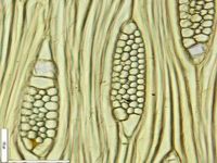 Tangential section