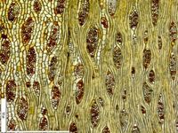 Tangential section