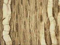 Tangential section