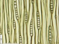 Tangential section