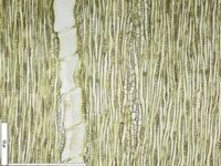 Tangential section
