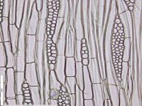 Tangential section