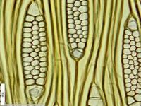 Tangential section