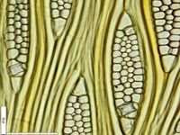 Tangential section