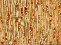 Tangential section